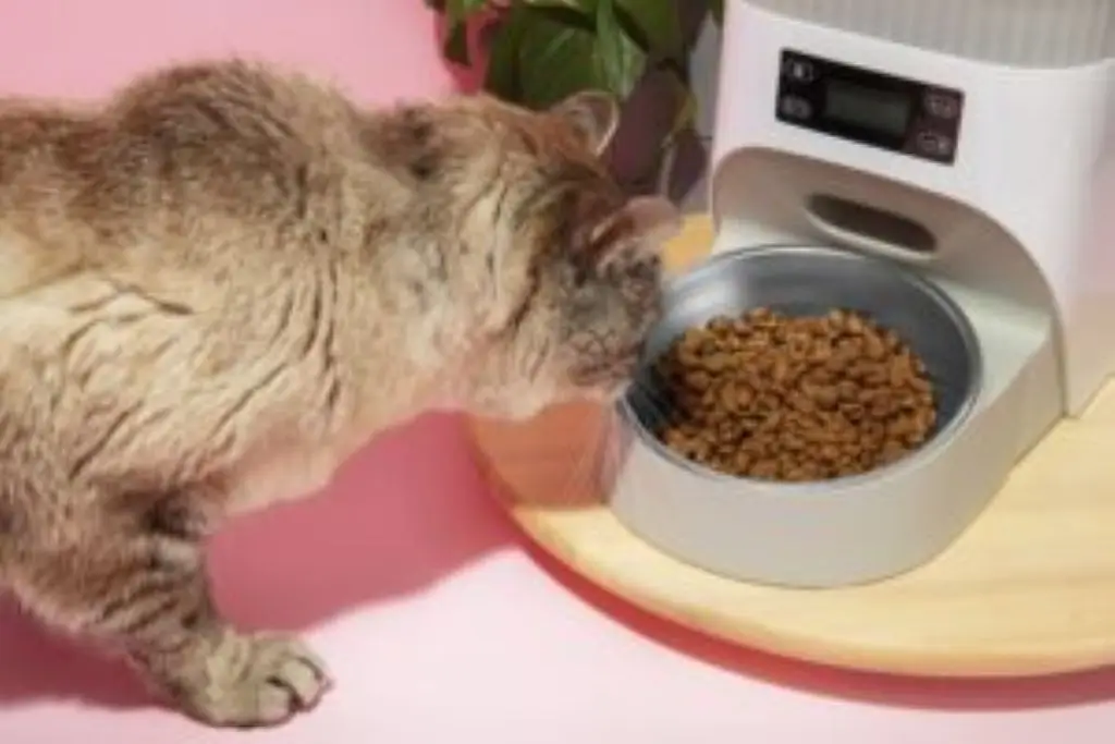 weight loss cat food