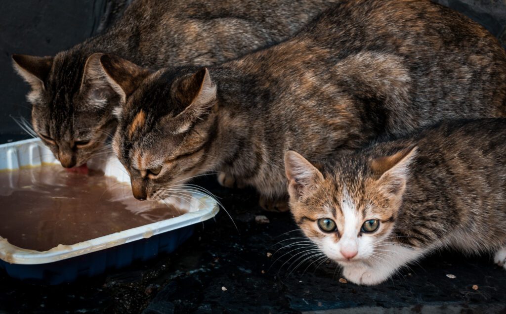 wet vs. dry food for overweight cats