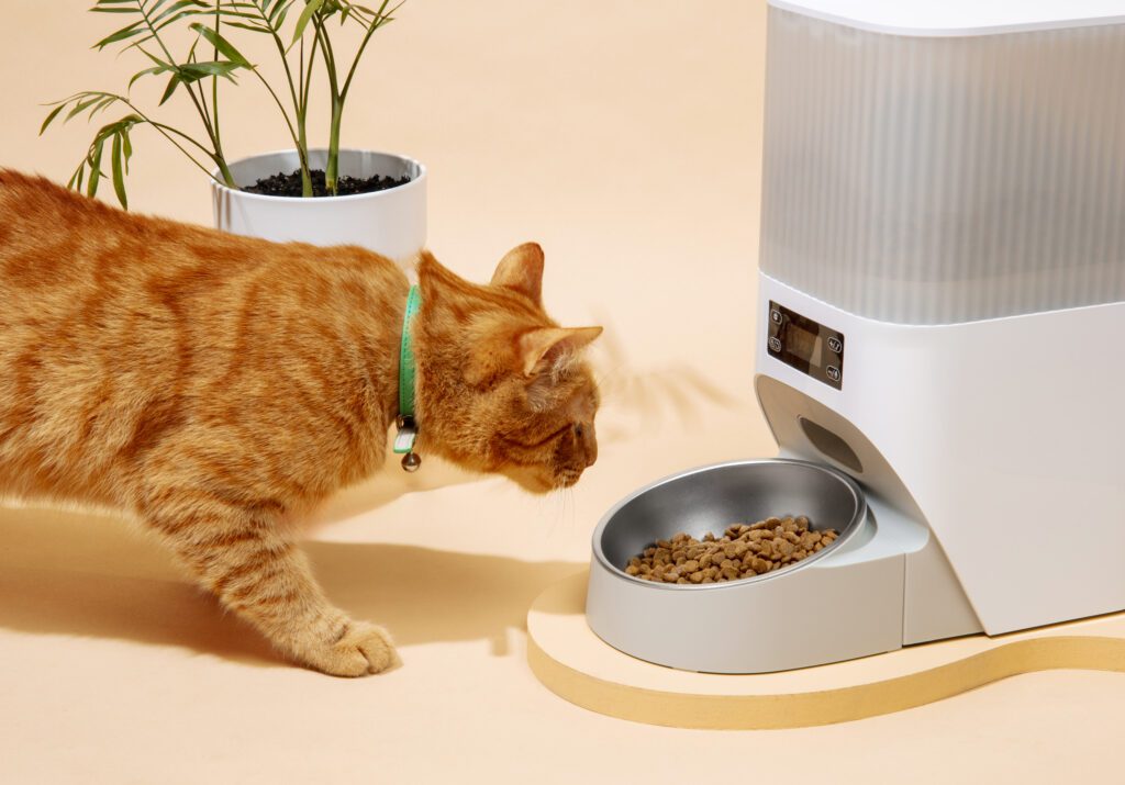 wet vs. dry food for overweight cats